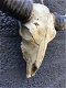 Schedel ivoor met zwarte horens-scheldel-polystein. - 5 - Thumbnail