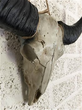 Schedel ivoor met zwarte horens-scheldel-polystein. - 7