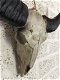Schedel ivoor met zwarte horens-scheldel-polystein. - 7 - Thumbnail