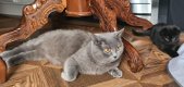 Schotse vouw kitten - 2 - Thumbnail