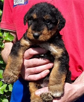 Airedale terrier pups - 0