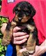 Airedale terrier pups - 0 - Thumbnail