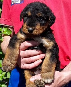 Airedale terrier pups