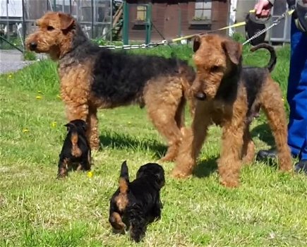 Airedale terrier pups - 1