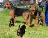 Airedale terrier pups - 1 - Thumbnail