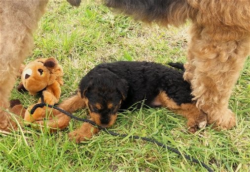 Airedale terrier pups - 2