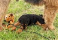 Airedale terrier pups - 2 - Thumbnail