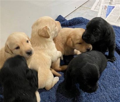 Een nestje rasechte labrador pups. - 0