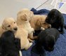 Een nestje rasechte labrador pups. - 0 - Thumbnail