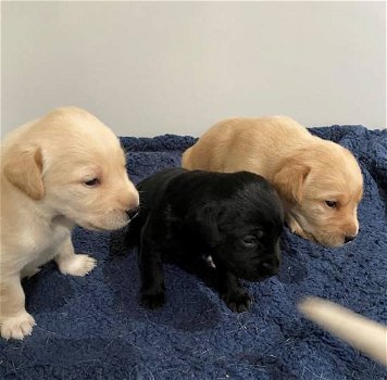 Een nestje rasechte labrador pups. - 1