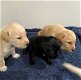 Een nestje rasechte labrador pups. - 1 - Thumbnail