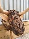 Stierenkop- gemaakt- hout-Monfort-stier- kunstwerk - 7 - Thumbnail