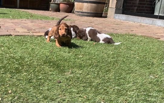 Langharige dwergteckel pups bijzondere kleur teckel - 0