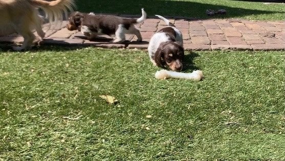 Langharige dwergteckel pups bijzondere kleur teckel - 2