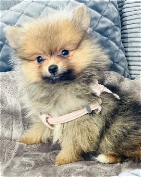 Mini Pomeranian reutje mag gelijk mee - 1