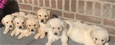 Prachtige GOLDEN RETRIEVER pups