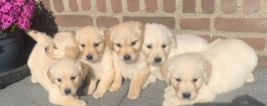 Prachtige GOLDEN RETRIEVER pups - 1