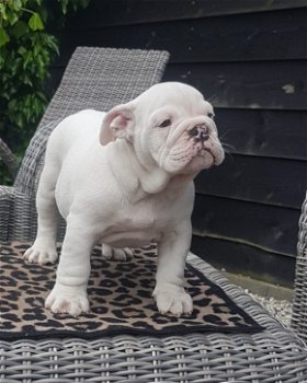 Mooie Engelse Bulldog reu - 0