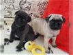 Mooie Franse Bulldog-puppy's voor een goed thuis - 0 - Thumbnail