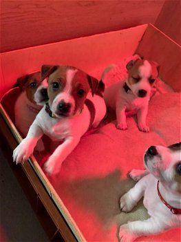 Jack russel pups reu - 1