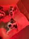 Jack russel pups reu - 2 - Thumbnail