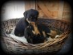 Mooie Rottweiler pup - 0 - Thumbnail