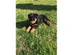 Mooie Rottweiler pup - 1 - Thumbnail