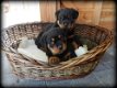 Mooie Rottweiler pup - 3 - Thumbnail
