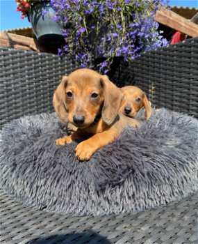 Dwerg teckel pups - 2