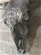 Stierenschedel gesneden in zilver-kleur-hoorns-horens - 6 - Thumbnail