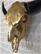 Stierenschedel goudkleur zwarte horens-stier-schedel - 2 - Thumbnail