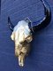 Stierenschedel goudkleur zwarte horens-stier-schedel - 4 - Thumbnail