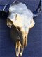 Stierenschedel goudkleur zwarte horens-stier-schedel - 7 - Thumbnail