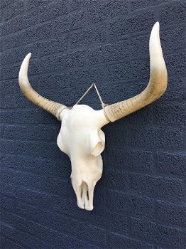 Stierenschedel ivoor met horens witte puntscheldel-stier - 1