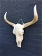 Stierenschedel ivoor met horens witte puntscheldel-stier - 1 - Thumbnail