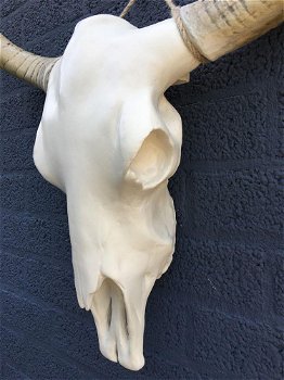 Stierenschedel ivoor met horens witte puntscheldel-stier - 3