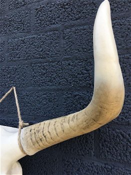 Stierenschedel ivoor met horens witte puntscheldel-stier - 4