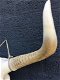 Stierenschedel ivoor met horens witte puntscheldel-stier - 4 - Thumbnail