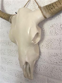 Stierenschedel ivoor met horens witte puntscheldel-stier - 5