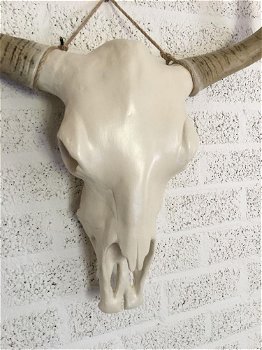 Stierenschedel ivoor met horens witte puntscheldel-stier - 7