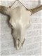 Stierenschedel ivoor met horens witte puntscheldel-stier - 7 - Thumbnail