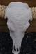 Stierenschedel western gesneden in creme-ivoor-stier - 6 - Thumbnail