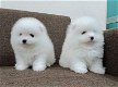 Mini Pommeren Puppies Te Koop - 0 - Thumbnail