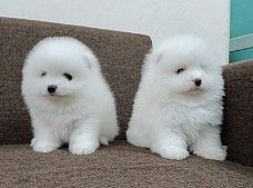 Mini Pommeren Puppies Te Koop