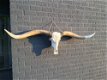Super grote lo stierenschedel, ivoor-horens wittenghorn - 2 - Thumbnail