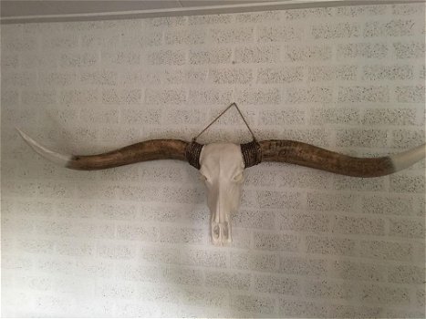 Super grote lo stierenschedel, ivoor-horens wittenghorn - 3