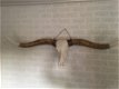 Super grote lo stierenschedel, ivoor-horens wittenghorn - 3 - Thumbnail