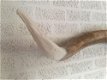 Super grote lo stierenschedel, ivoor-horens wittenghorn - 5 - Thumbnail