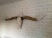 Super grote lo stierenschedel, ivoor-horens wittenghorn - 7 - Thumbnail