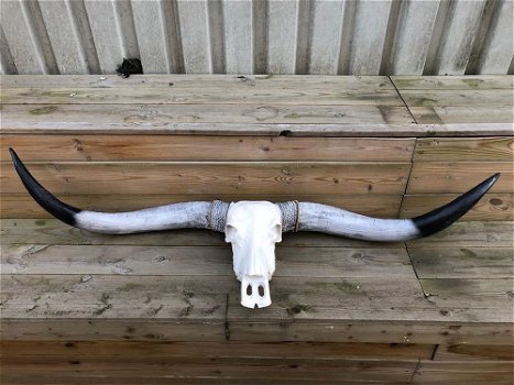 Super grote longhorn stierenschedel-ivoor-zwart-stier - 1